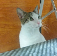 [picture of Simon, a Domestic Short Hair white/tabby\ cat] 