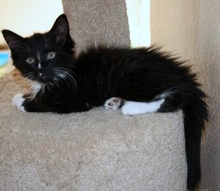 [another picture of Billy, a Domestic Medium Hair black/white\ cat] 