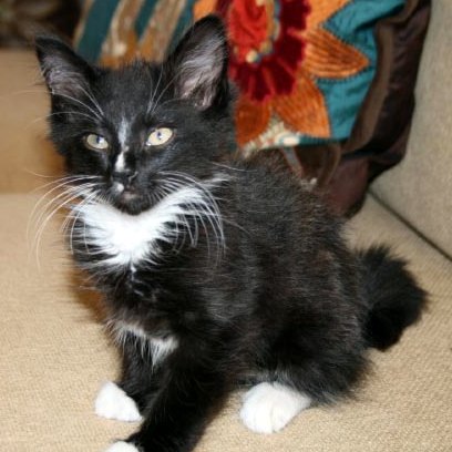 [picture of Billy, a Domestic Medium Hair black/white cat]