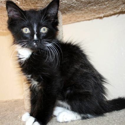 [picture of Billy, a Domestic Medium Hair black/white cat]