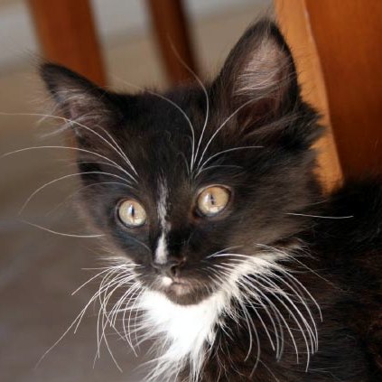 [picture of Billy, a Domestic Medium Hair black/white cat]