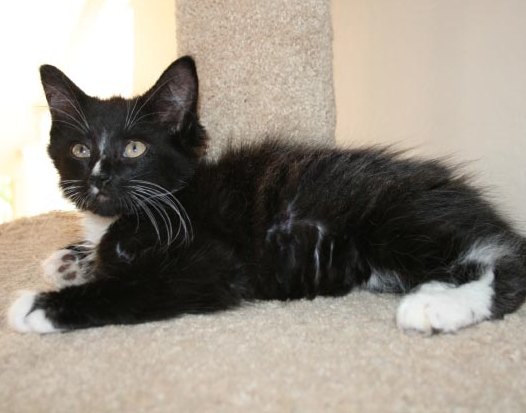 [picture of Billy, a Domestic Medium Hair black/white cat]