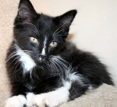 [picture of Billy, a Domestic Medium Hair black/white cat]