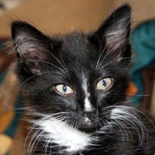 [picture of Billy, a Domestic Medium Hair black/white\ cat] 