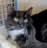 A picture of #NS04662: Ivan a Domestic Short Hair gray/white