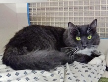[another picture of Ivan, a Domestic Short Hair gray/white\ cat] 
