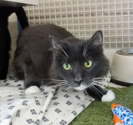 [picture of Ivan, a Domestic Short Hair gray/white cat]
