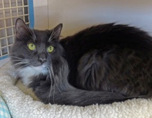 [picture of Ivan, a Domestic Short Hair gray/white\ cat] 
