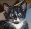 A picture of #NS04663: Bolt a Domestic Short Hair black/white