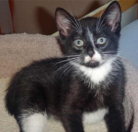 [picture of Bolt, a Domestic Short Hair black/white\ cat] 