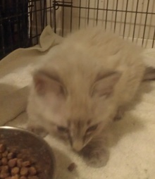 [another picture of Safara, a Siamese/Domestic Long Hair-x lilacpoint\ cat] 
