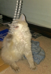 [picture of Safara, a Siamese/Domestic Long Hair-x lilacpoint cat]