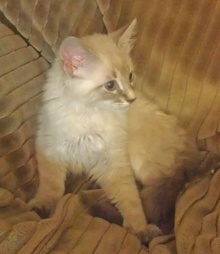 [picture of Safara, a Siamese/Domestic Long Hair-x lilacpoint\ cat] 