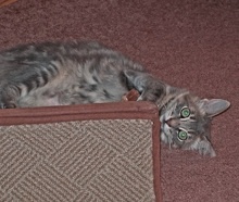 [another picture of Adeen, a Domestic Long Hair gray\ cat] 