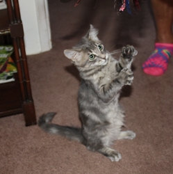 [picture of Adeen, a Domestic Long Hair gray cat]
