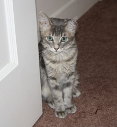 [picture of Adeen, a Domestic Long Hair gray cat]