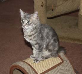 [picture of Adeen, a Domestic Long Hair gray cat]
