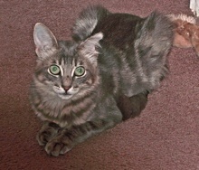 [picture of Adeen, a Domestic Long Hair gray\ cat] 