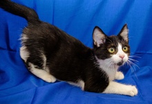 [another picture of Sirius Black AKA Explorer, a Domestic Short Hair black/white\ cat] 