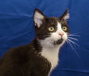 [picture of Sirius Black AKA Explorer, a Domestic Short Hair black/white cat]