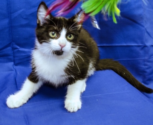 [picture of Sirius Black AKA Explorer, a Domestic Short Hair black/white cat]