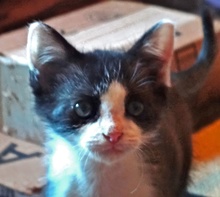 [picture of Sirius Black AKA Explorer, a Domestic Short Hair black/white cat]