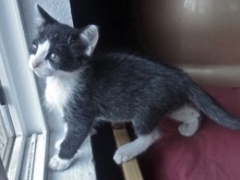 [picture of Sirius Black AKA Explorer, a Domestic Short Hair black/white cat]