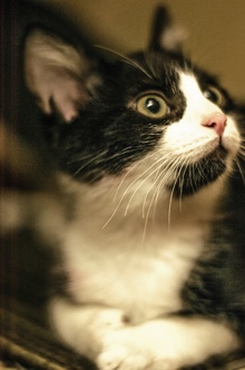 [picture of Sirius Black AKA Explorer, a Domestic Short Hair black/white\ cat] 