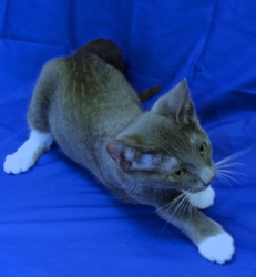 [picture of Gandolf The Gray AKA Mello, a Domestic Short Hair gray/white cat]