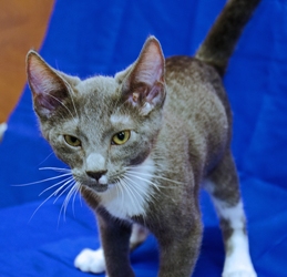 [picture of Gandolf The Gray AKA Mello, a Domestic Short Hair gray/white cat]