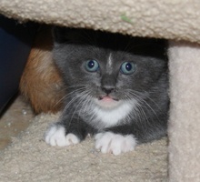 [picture of Gandolf The Gray AKA Mello, a Domestic Short Hair gray/white cat]