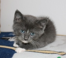[picture of Gandolf The Gray AKA Mello, a Domestic Short Hair gray/white cat]