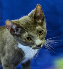 [picture of Gandolf The Gray AKA Mello, a Domestic Short Hair gray/white\ cat] 