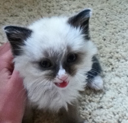 [picture of Snowshoe, a Snowshoe/Domestic Long Hair-x lilacpoint cat]