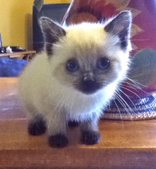 [another picture of Annabeth, a Siamese/Domestic Short Hair-x lilacpoint\ cat] 