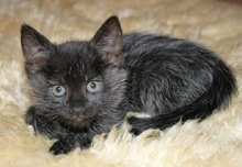 [another picture of Winter, a Domestic Medium Hair black/silver\ cat] 