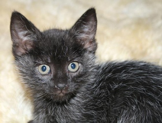 [picture of Winter, a Domestic Medium Hair black/silver cat]