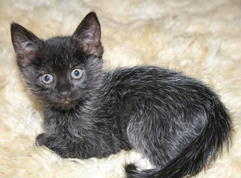 [picture of Winter, a Domestic Medium Hair black/silver cat]