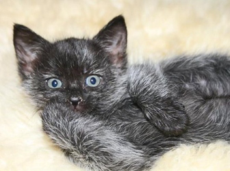 [picture of Winter, a Domestic Medium Hair black/silver cat]