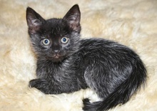 [picture of Winter, a Domestic Medium Hair black/silver\ cat] 