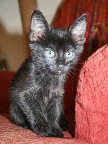 [another picture of Autumn, a Domestic Short Hair black\ cat] 