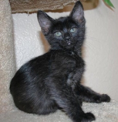 [picture of Autumn, a Domestic Short Hair black cat]