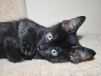 [picture of Autumn, a Domestic Short Hair black cat]