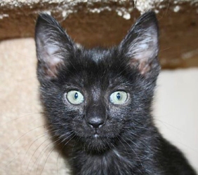 [picture of Autumn, a Domestic Short Hair black cat]