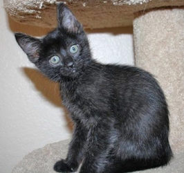 [picture of Autumn, a Domestic Short Hair black cat]