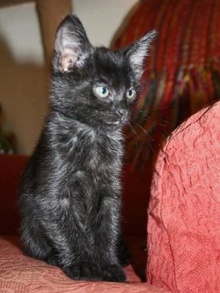 [picture of Autumn, a Domestic Short Hair black\ cat] 