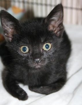 [picture of Summer, a Domestic Short Hair black\ cat] 