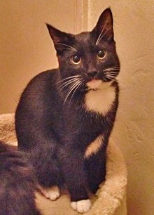 [another picture of Clark, a Domestic Short Hair black/white\ cat] 
