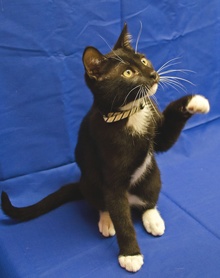 [picture of Clark, a Domestic Short Hair black/white cat]