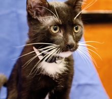 [picture of Clark, a Domestic Short Hair black/white cat]